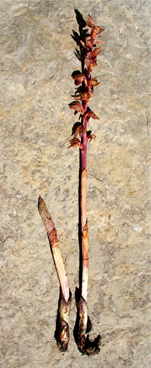 Plants OB 735