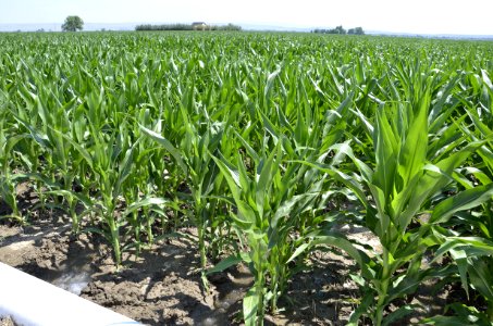 conservationtillage142
