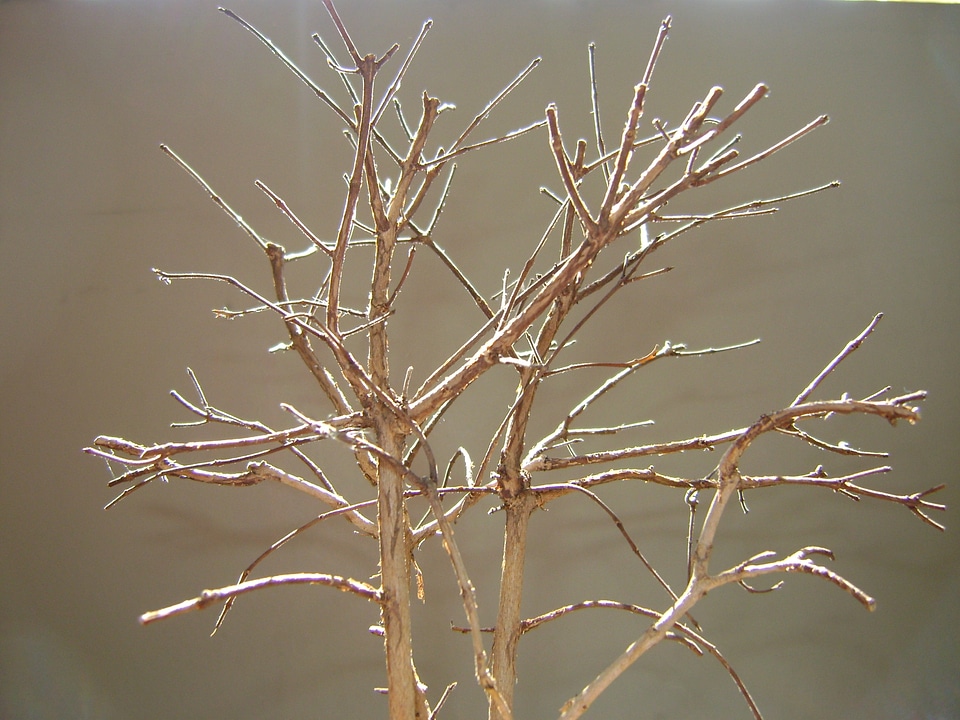 Tree landscape marron