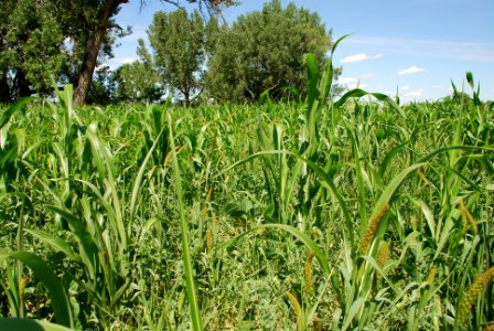 Cover Crops11