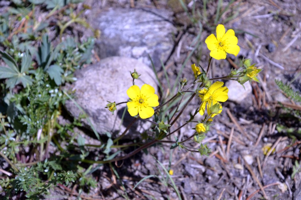 Weeds NR 13