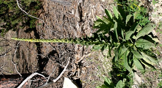 Plants OB 939