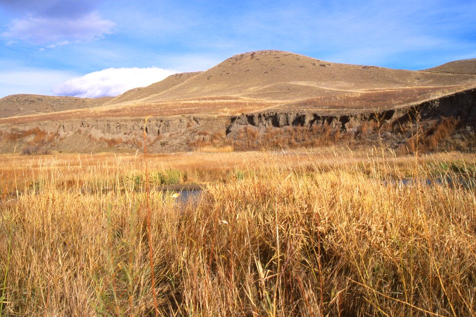 Riparian49.tif