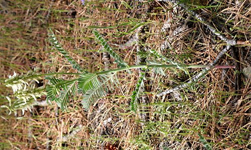 Plants OB 529