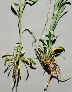 Plants OB 409