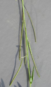 Plants OB 367
