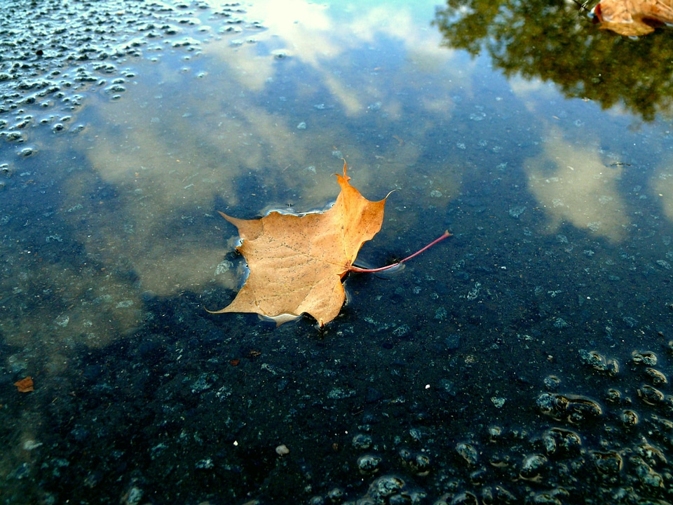 Autumn mirroring wet