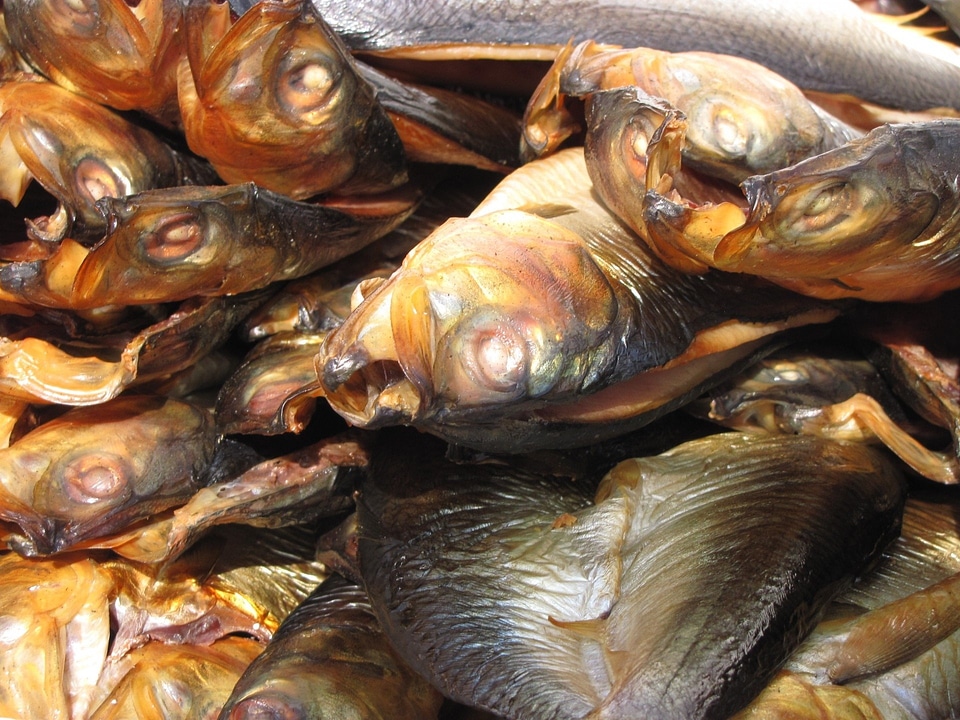 Animal fresh food