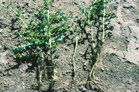 Weeds34.tif