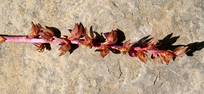Plants OB 736