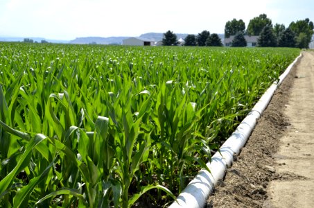 irrigation101