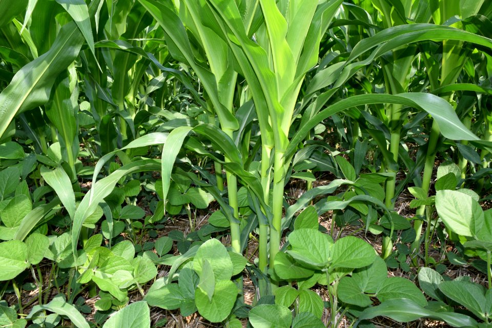 conservationtillage189