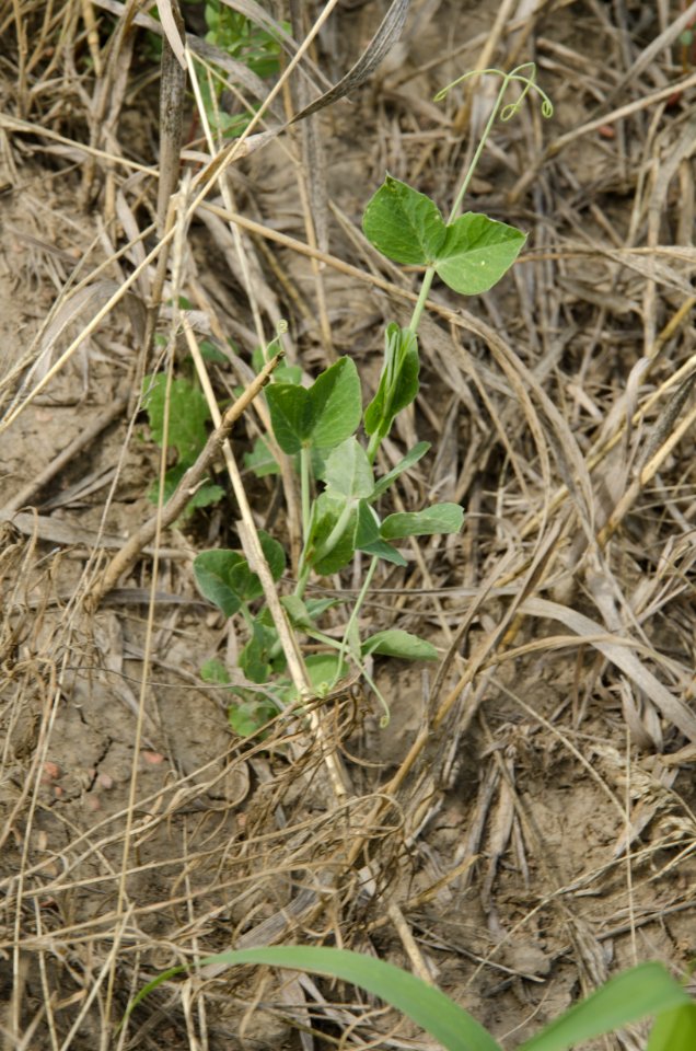 Crop Residue Management NR 28