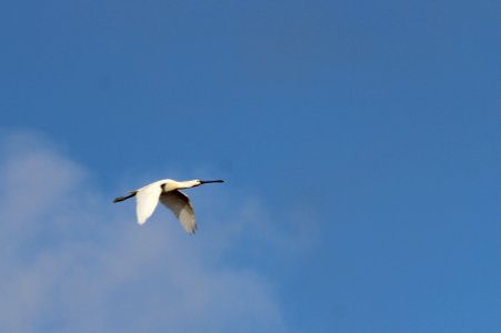 IMG 4383 modifiée
