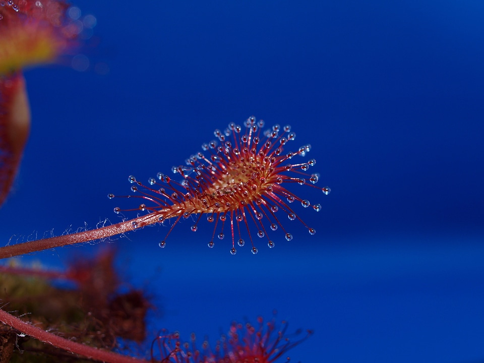 Medium sundew drosera intermedia drosera