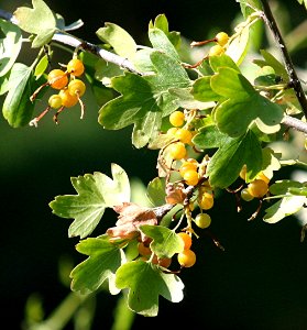 Plants OB 461
