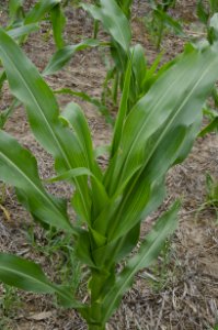 Crop Residue Management NR 23