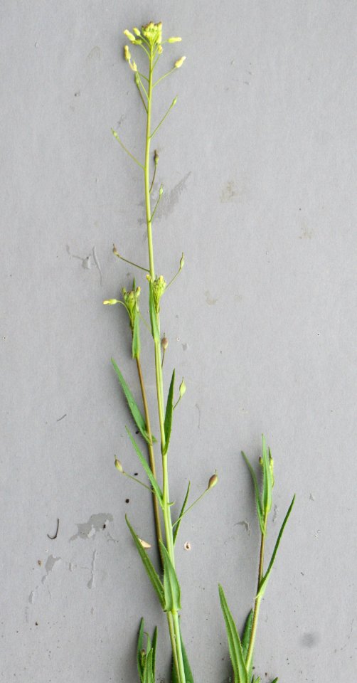 Plants OB 382