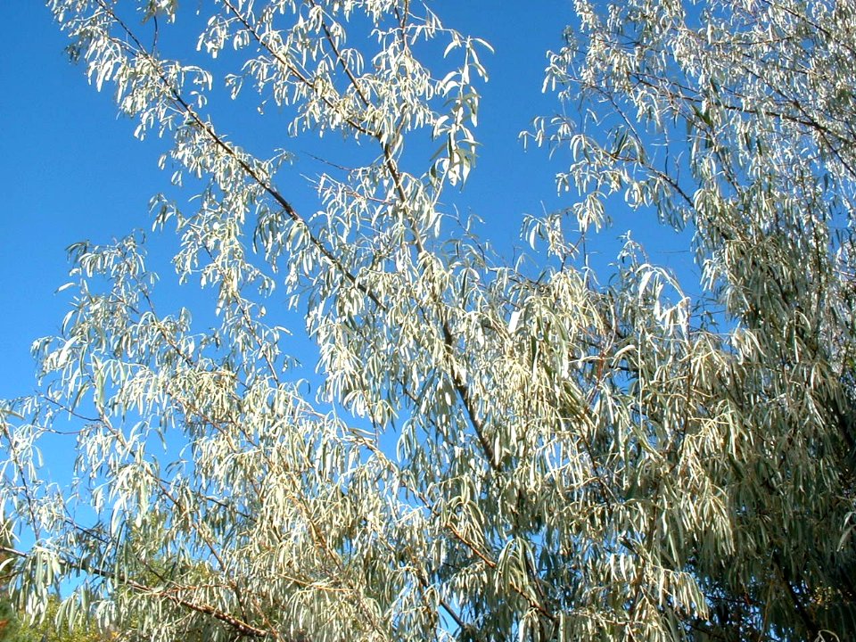 Plants OB 436