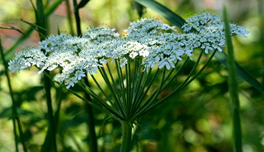 Plants OB 964