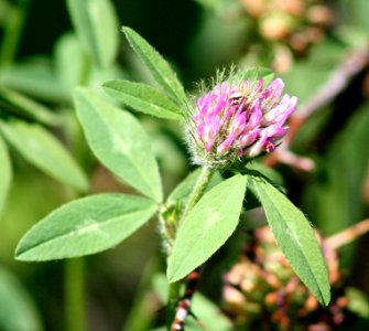 Plants OB 642