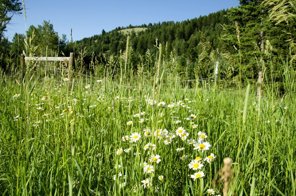 Noxious Weed Photos