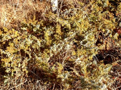 Plants OB 422