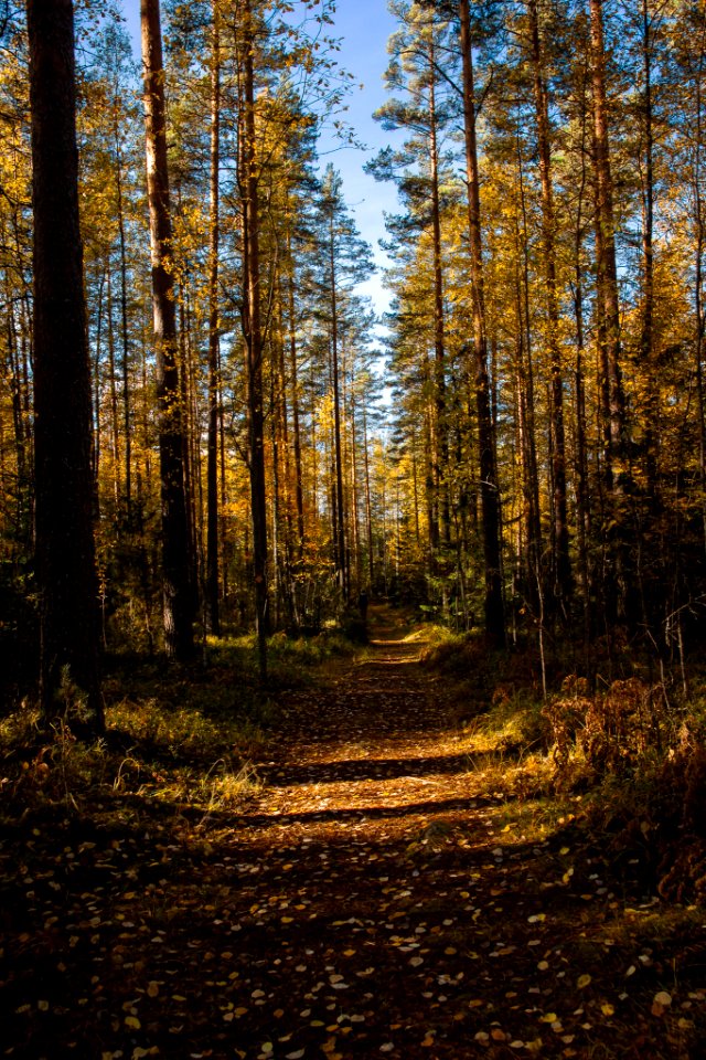 Pääjärvi, Härkätie, Finland