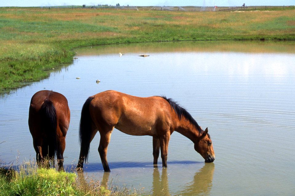 Livestock06.tif