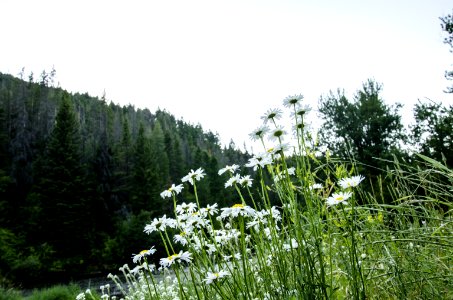 Noxious Weed Photos
