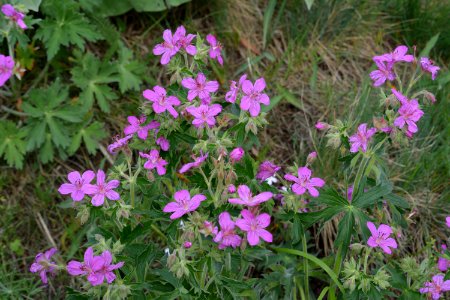 Flowers JS 75