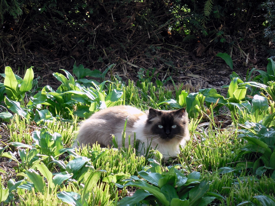 Mieze rest chill out