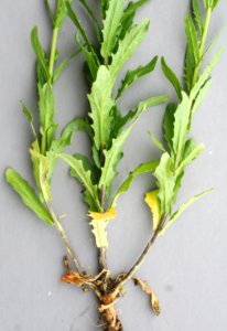 Plants OB 418