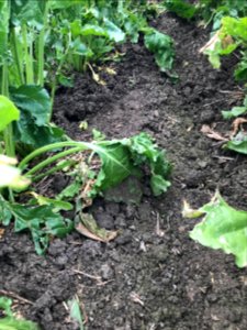 conservationtillage170