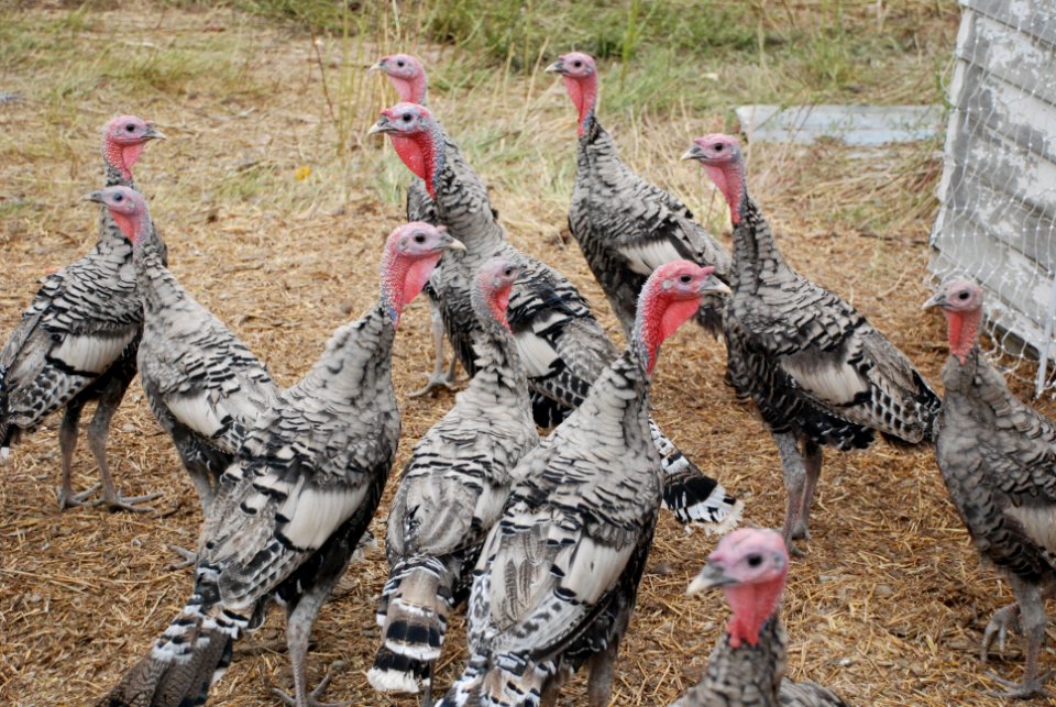 Livestock Cowgill 01.JPG