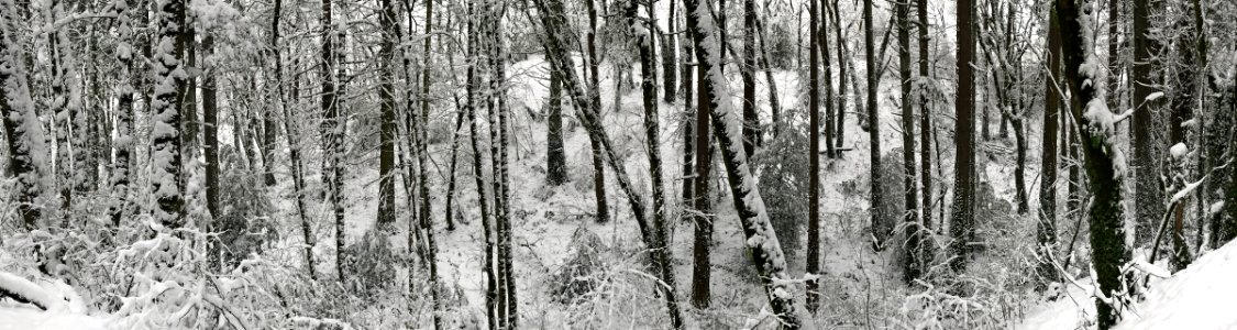 Trees and Snow in Vancouver, WA