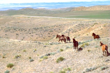 Rangeland109.tif