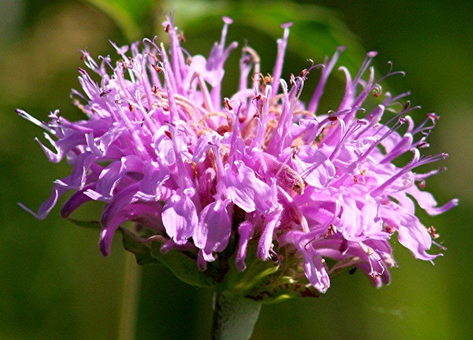 Plants OB 498