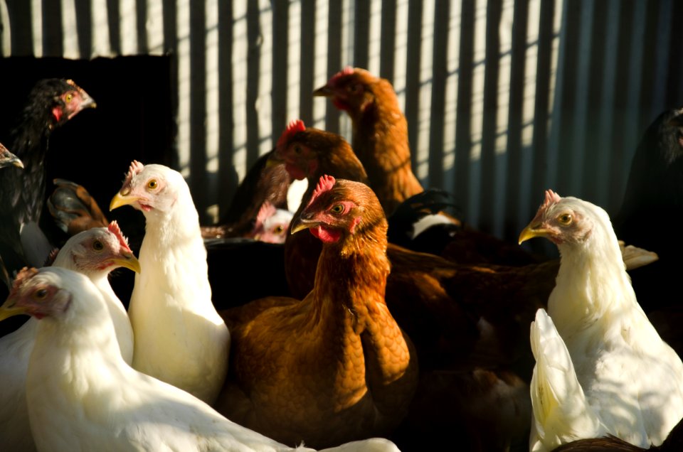 Livestock nr 125