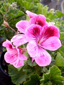 Violet purple garden