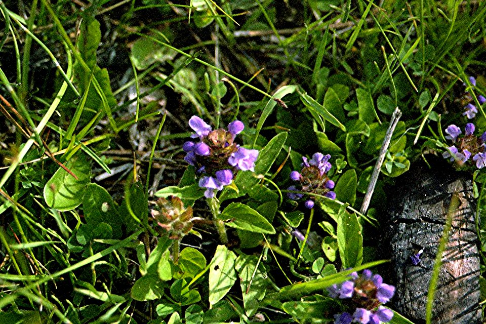 Plants OB 504