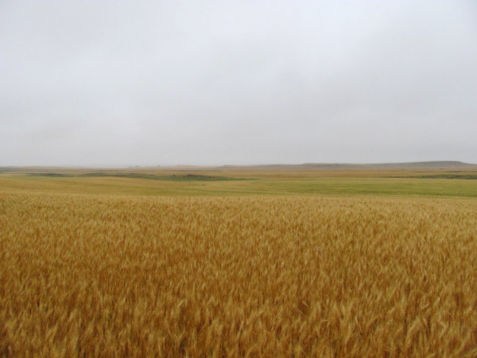 Crops96
