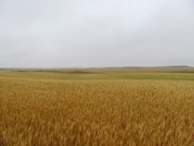 Crops96