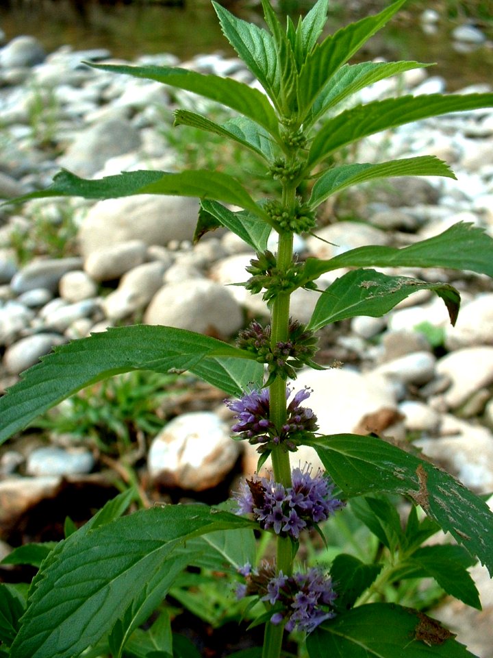 Plants OB 492