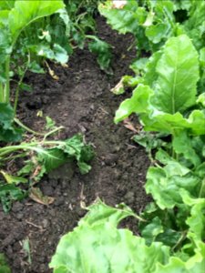 conservationtillage169