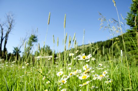Noxious Weed Photos