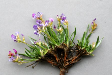 Plants OB 536