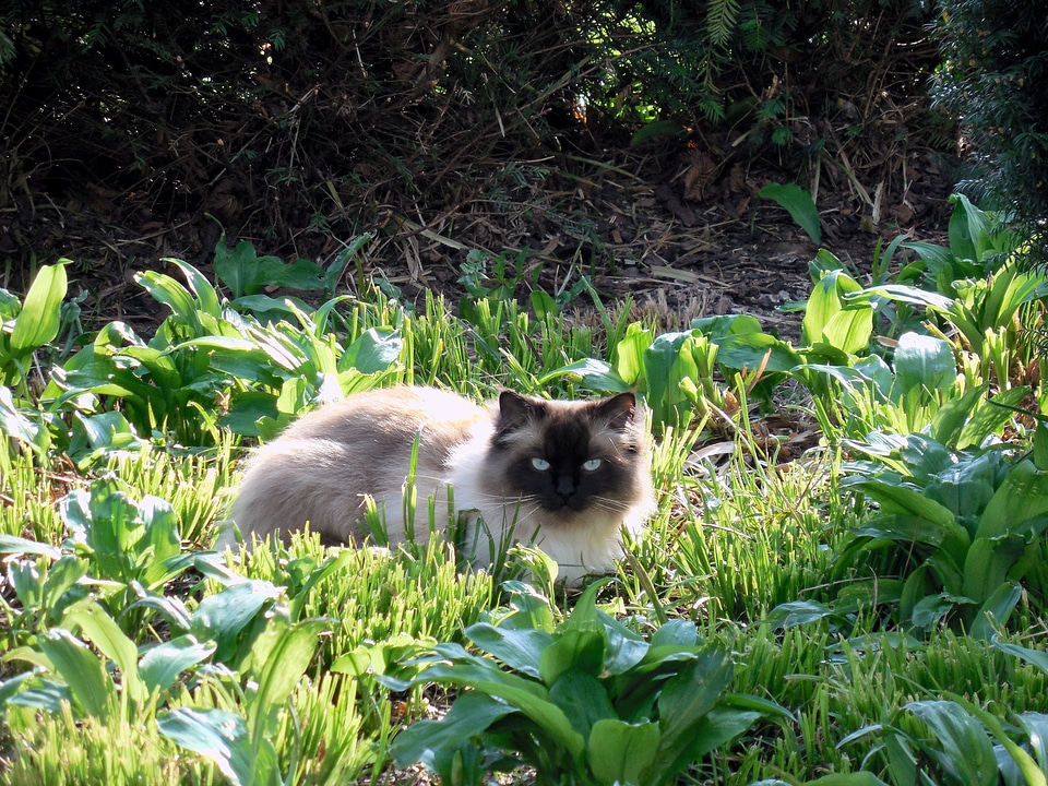 Mieze rest chill out