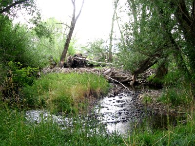 Wildlife Habitat PL01.jpg