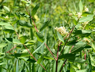 Plants OB 34